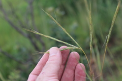 Diheteropogon amplectens