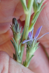 Wahlenbergia huttonii