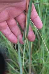 Diheteropogon amplectens