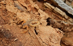 Uroplectes planimanus