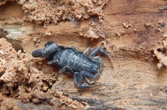 Uroplectes flavoviridis