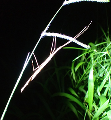 Sipyloidea