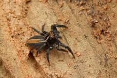 Plexippus tsholotsho