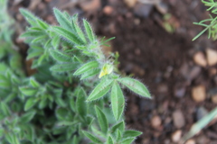 Leobordea divaricata