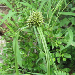 Cyperus dubius