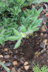 Leobordea divaricata