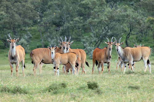 Common Eland