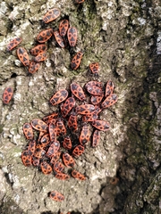 Pyrrhocoris apterus