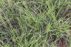 Tristachya biseriata