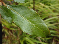 Coprosma dodonaeifolia
