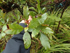 Coprosma dodonaeifolia