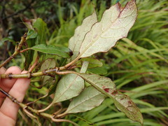 Coprosma dodonaeifolia
