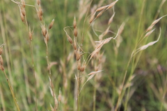 Tristachya biseriata