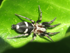 Poecilochroa