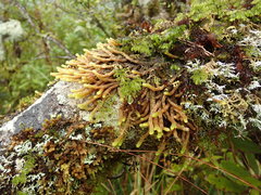 Cladomnion ericoides