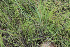 Tristachya biseriata