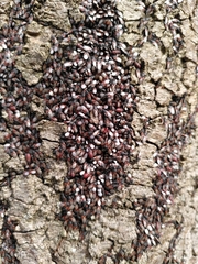 Oxycarenus lavaterae