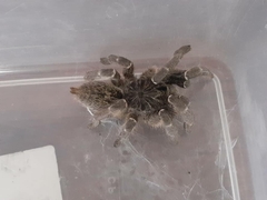 Ceratogyrus marshalli