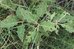 Solanum incanum