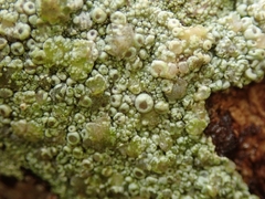 Coccotrema cucurbitula