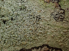 Coccotrema cucurbitula