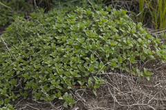 Thymus semiglaber