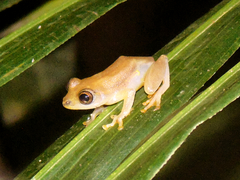 Hyperolius mitchelli