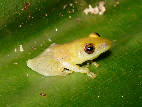 Brown-or-Green Sedge Frog, Hyperolius parkeri