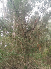 Podocarpus elongatus