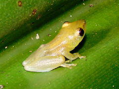 Hyperolius parkeri