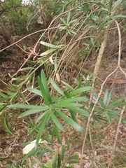 Podocarpus elongatus