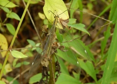 Banyutus lethalis