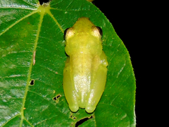 Hyperolius parkeri