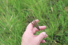 Eustachys paspaloides