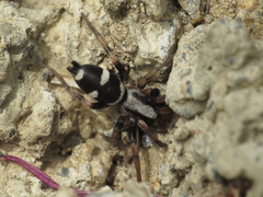 Poecilochroa