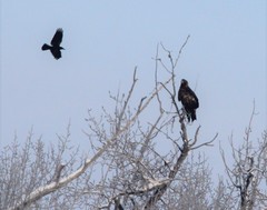 Aquila chrysaetos kamtschatica