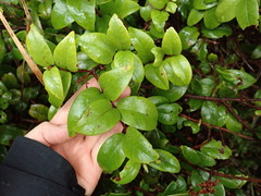 Metrosideros albiflora