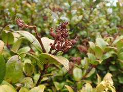 Metrosideros albiflora