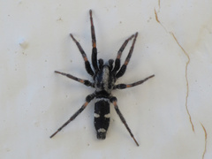 Poecilochroa