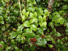 Metrosideros albiflora