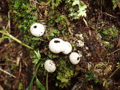 Lycoperdon compactum