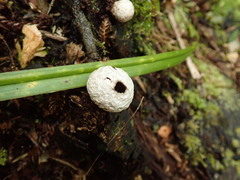 Lycoperdon compactum