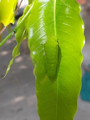 Graphium agamemnon menides