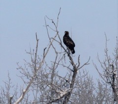 Aquila chrysaetos kamtschatica
