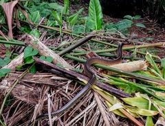 Chironius flavopictus