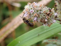 Lasioglossum marginatum