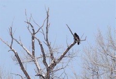 Aquila chrysaetos kamtschatica