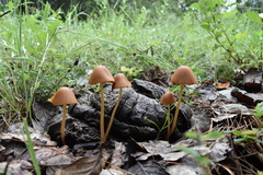 Conocybe coprophila