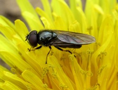 Cheilosia carbonaria