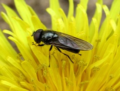 Cheilosia carbonaria